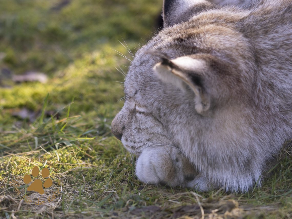 Europ_ischer_Luchs_2230018