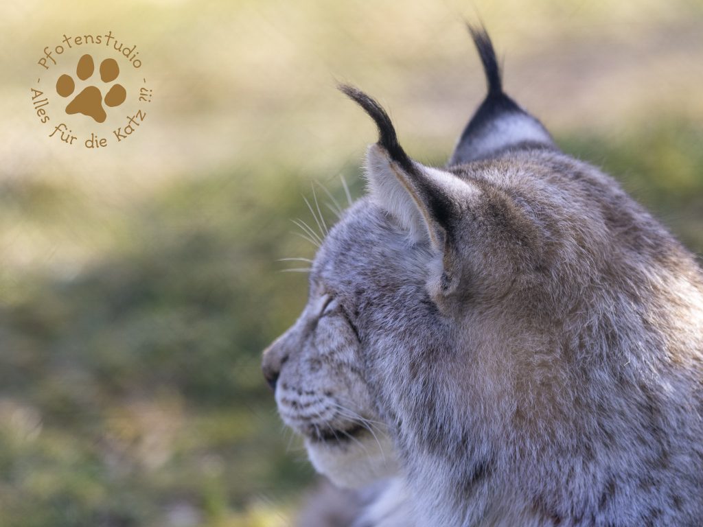 Europ_ischer_Luchs_2230020