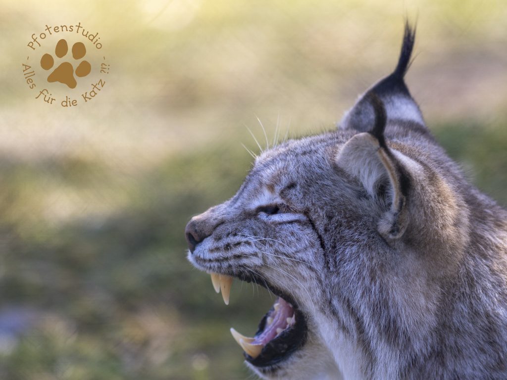 Europ_ischer_Luchs_2230022