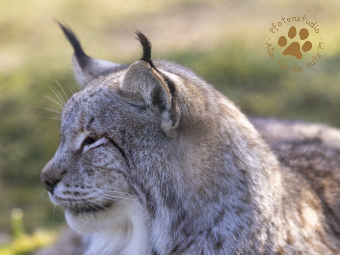 Europ_ischer_Luchs_2230025