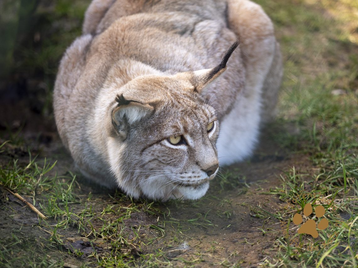 Europ_ischer_Luchs_2230059-2