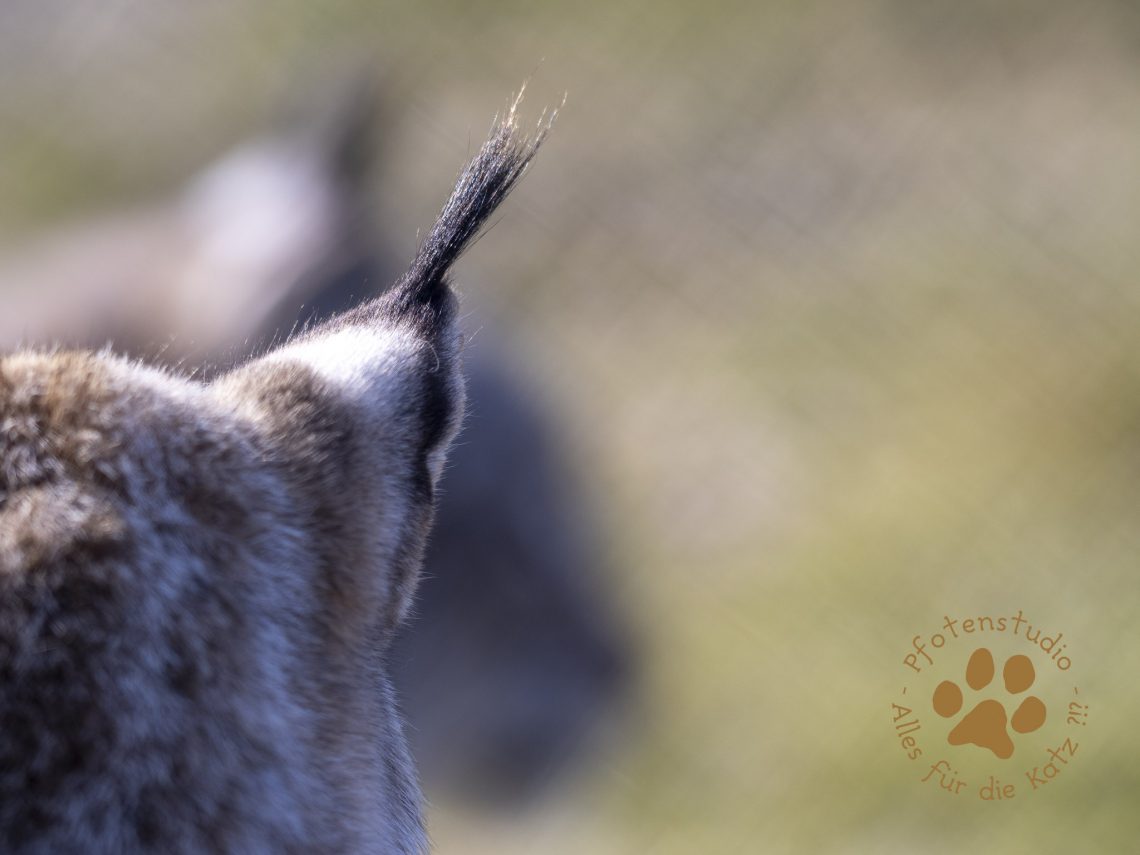 Europ_ischer_Luchs_2230089