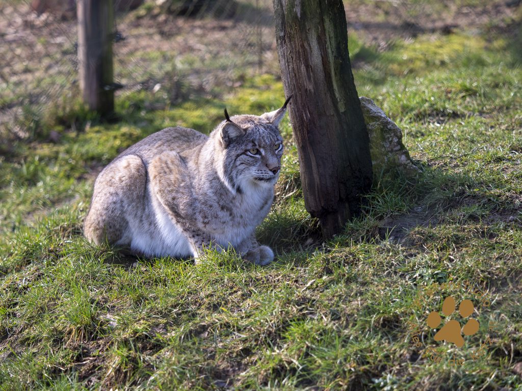 Europ_ischer_Luchs_2230096-2