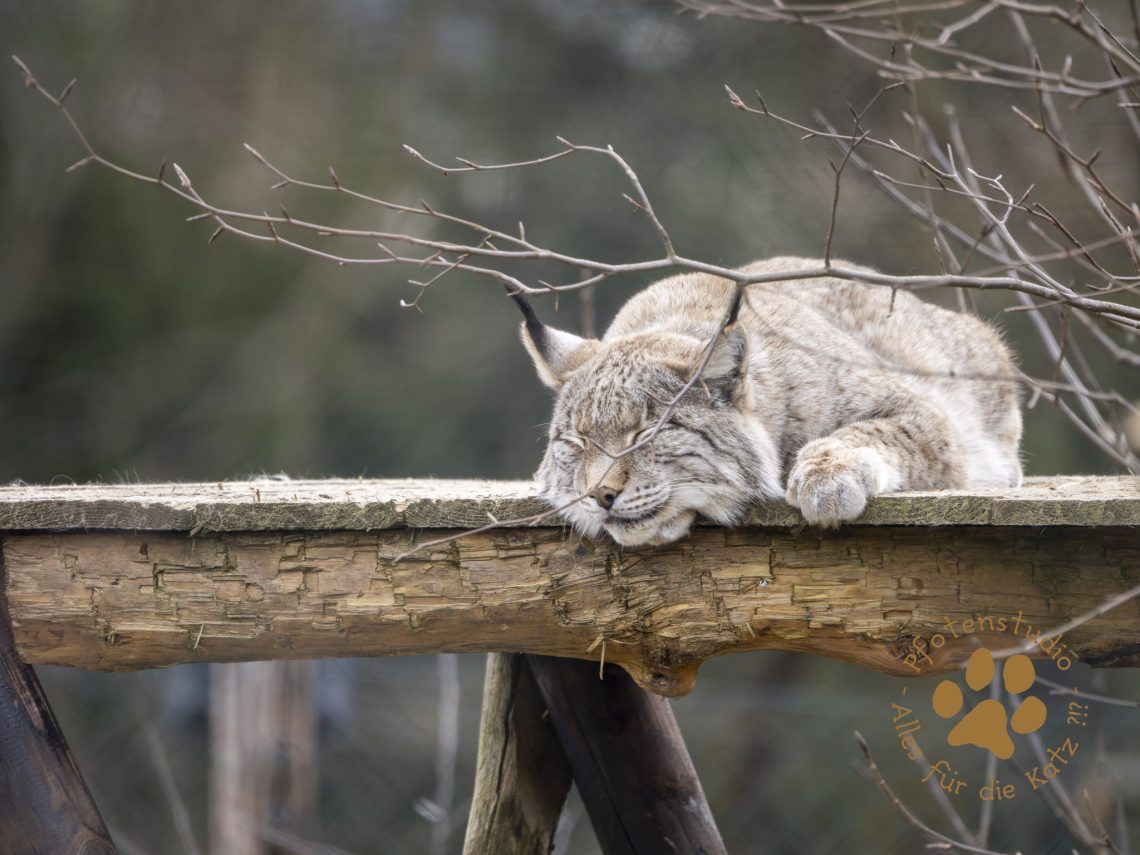Europ_ischer_Luchs_3010005