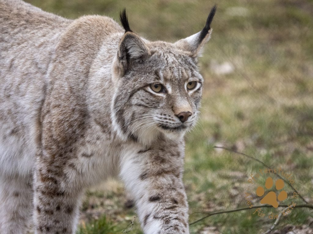 Europ_ischer_Luchs_3160544