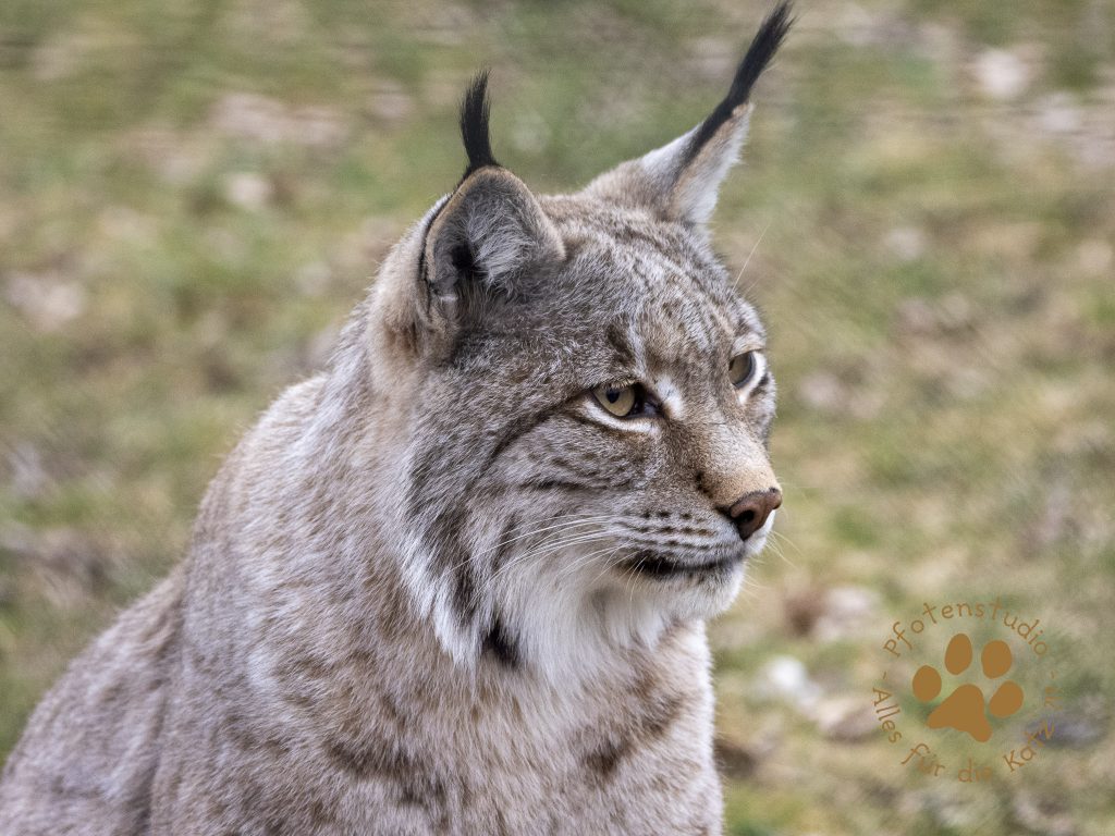 Europ_ischer_Luchs_3160574