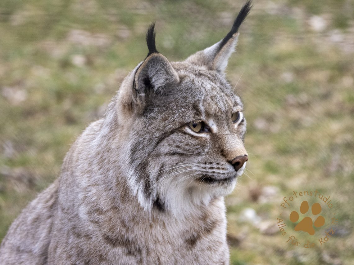 Europ_ischer_Luchs_3160574