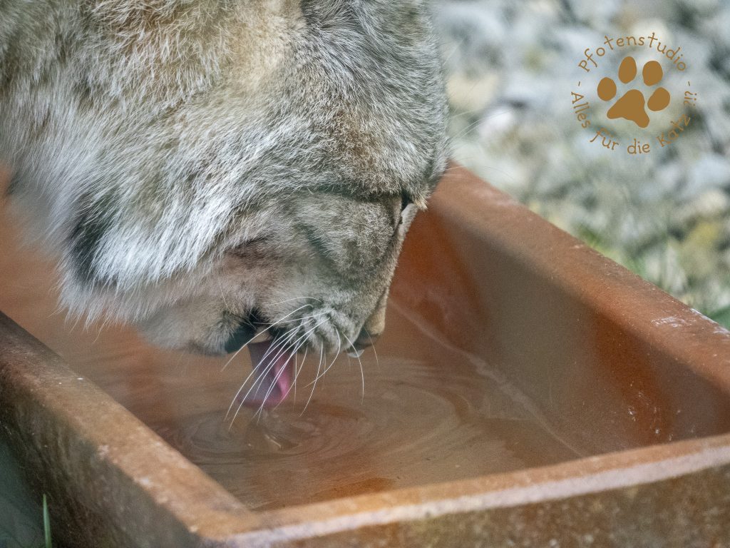 Europ_ischer_Luchs_3160603