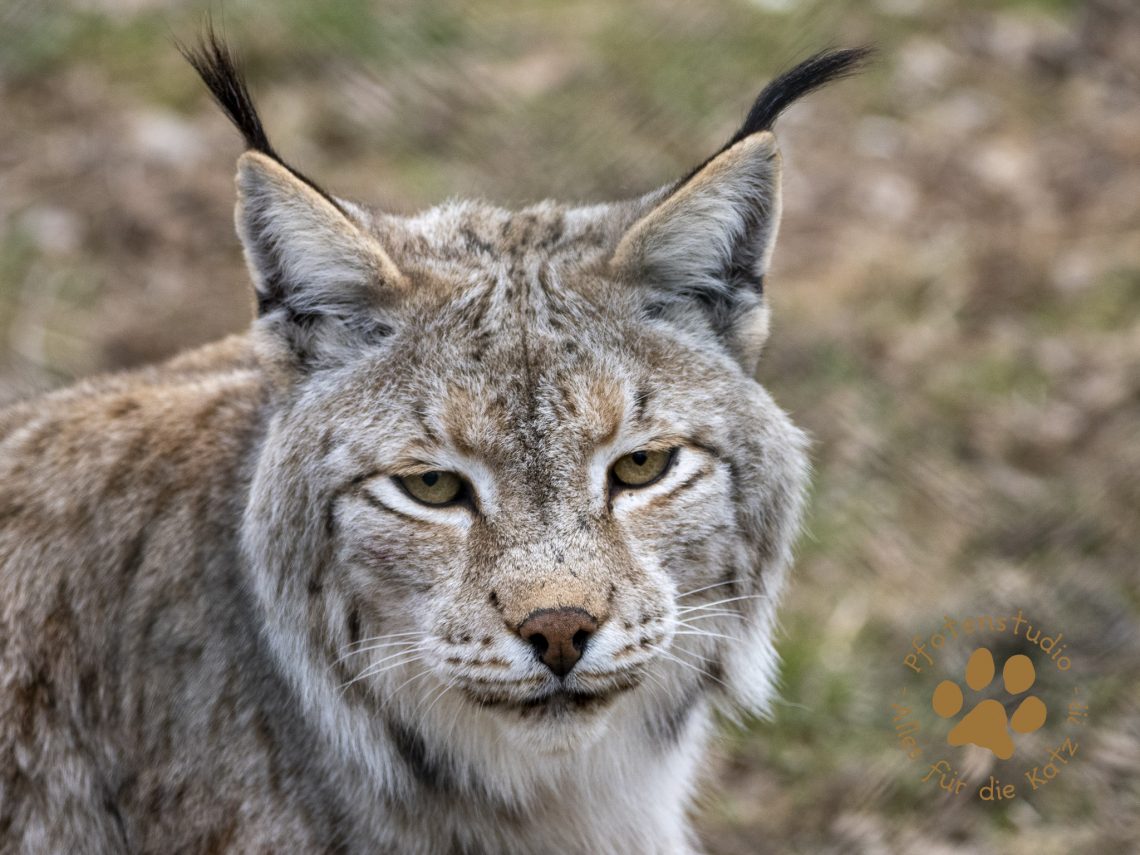 Europ_ischer_Luchs_3160656