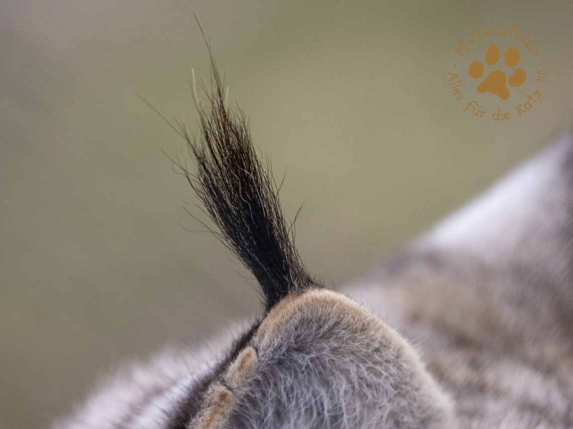 Europ_ischer_Luchs_3160684