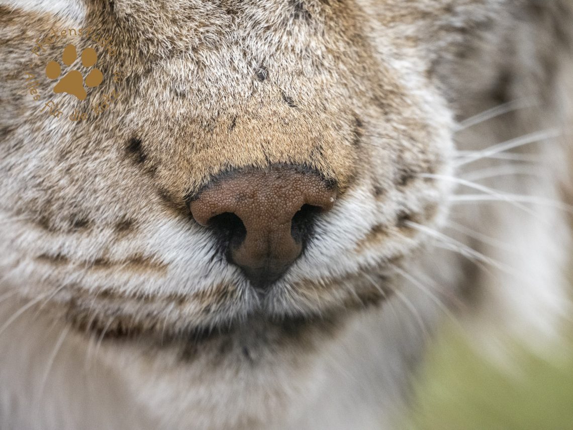 Europ_ischer_Luchs_3160687