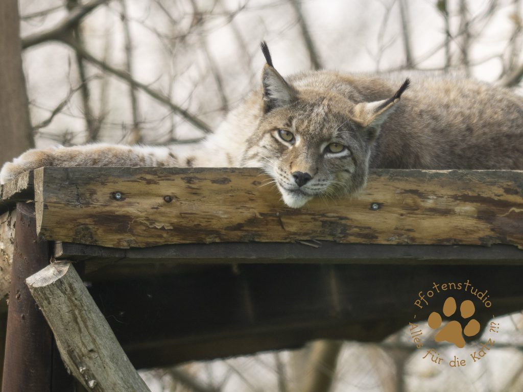 Europ_ischer_Luchs_4280469