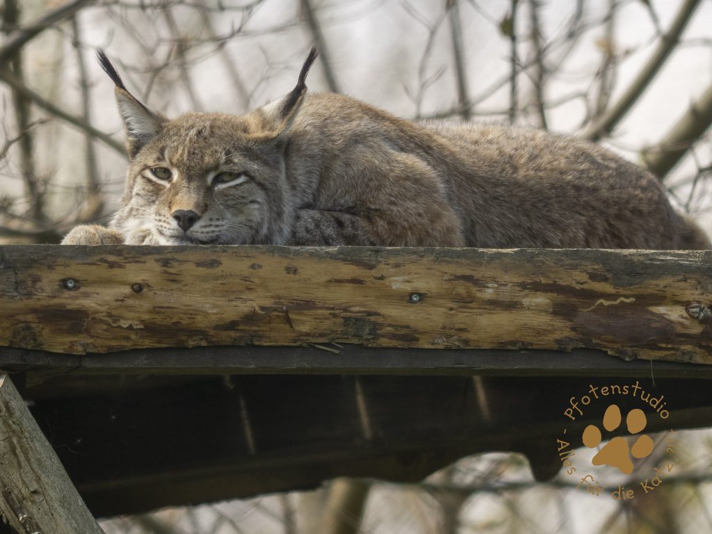 Europ_ischer_Luchs_4280474