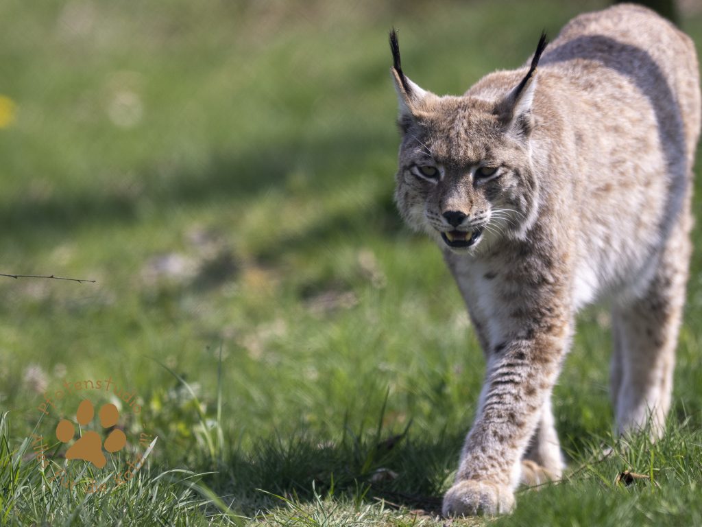 Europ_ischer_Luchs_4280526