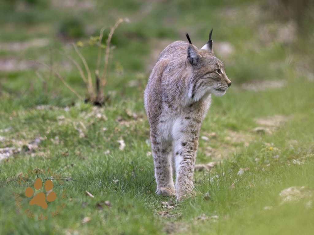 Europ_ischer_Luchs_4280532