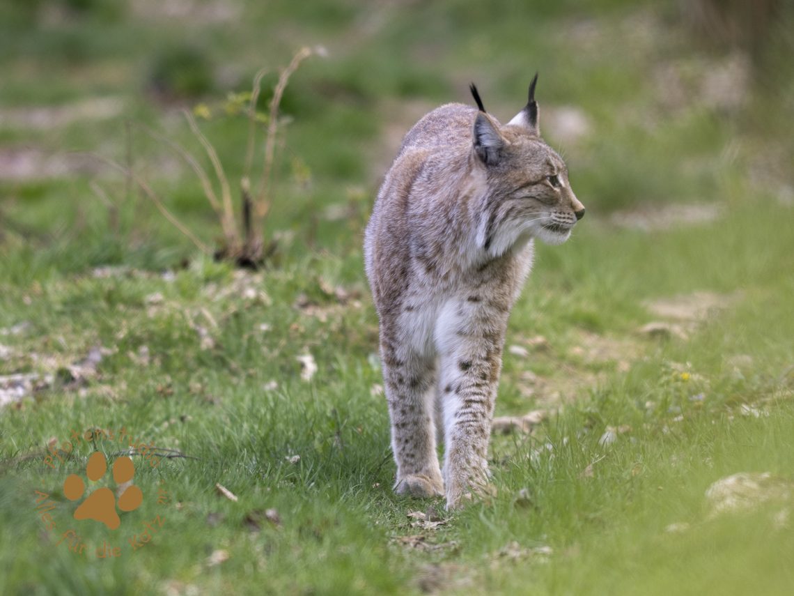 Europ_ischer_Luchs_4280532