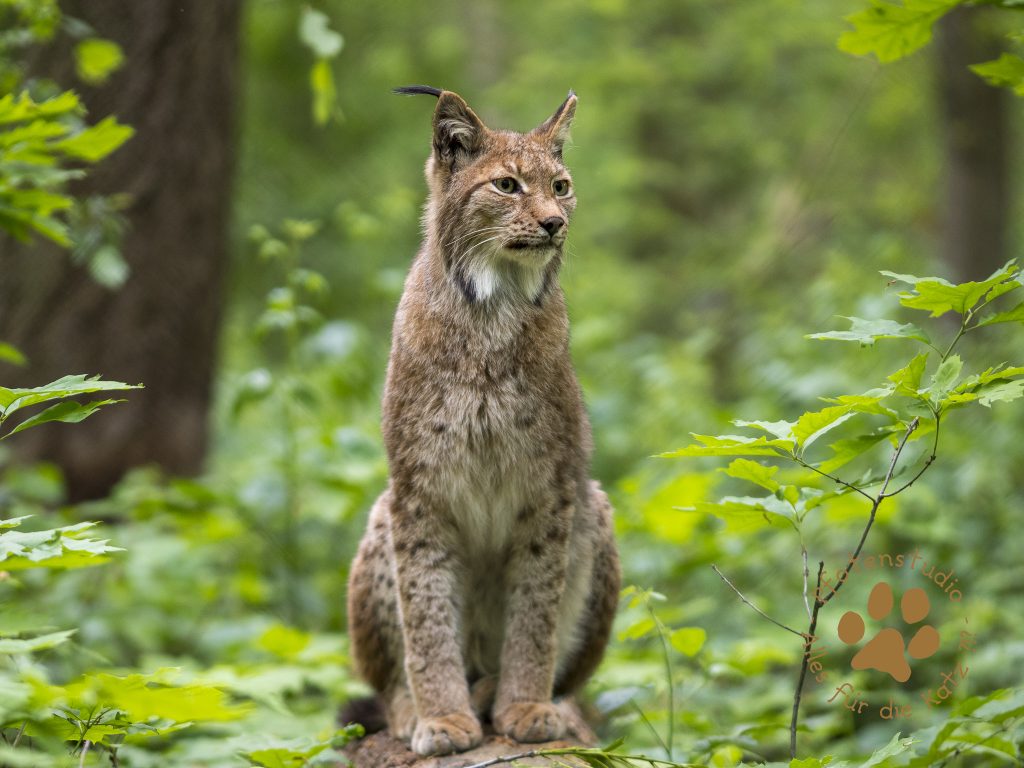Europ_ischer_Luchs_5130011
