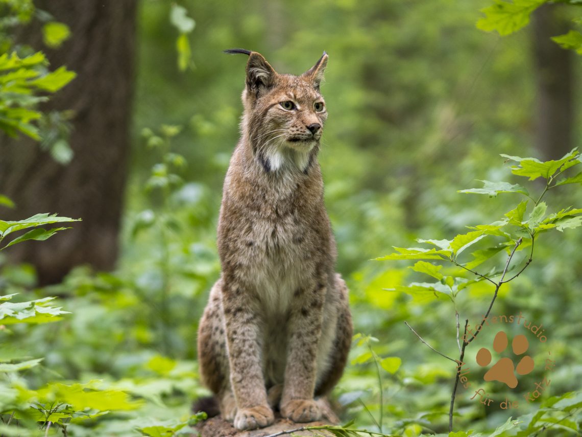Europ_ischer_Luchs_5130011