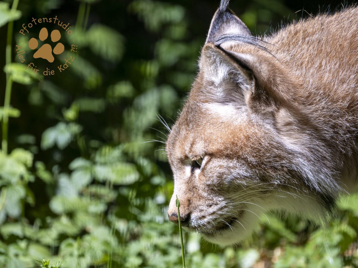 Europ_ischer_Luchs_5150734
