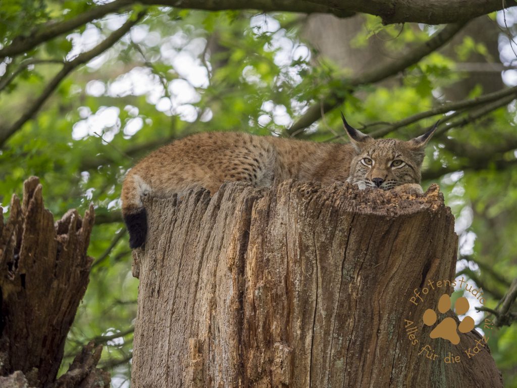 Europ_ischer_Luchs_5190175