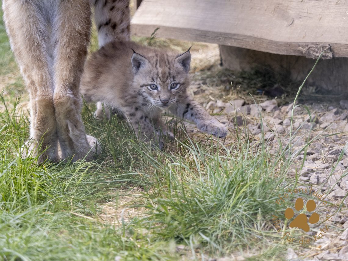 Europ_ischer_Luchs_6060412