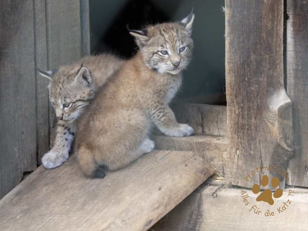 Europ_ischer_Luchs_6060424