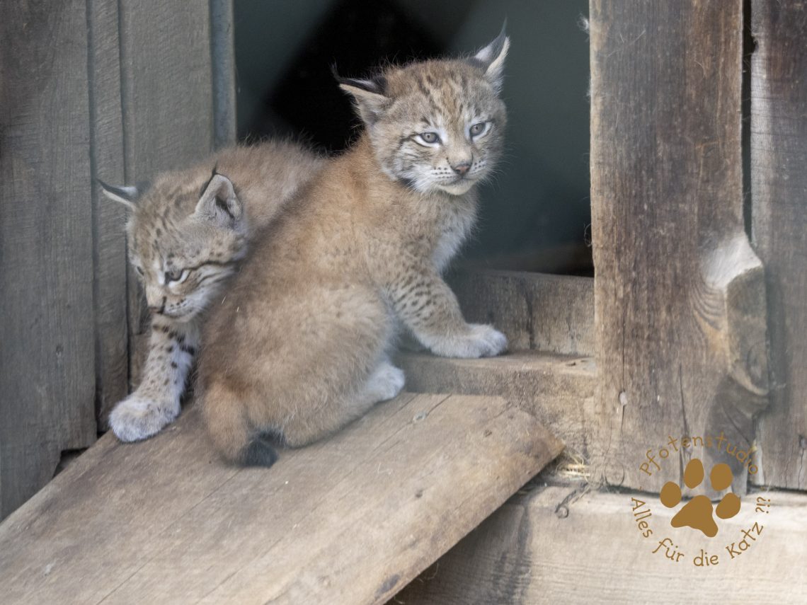 Europ_ischer_Luchs_6060424
