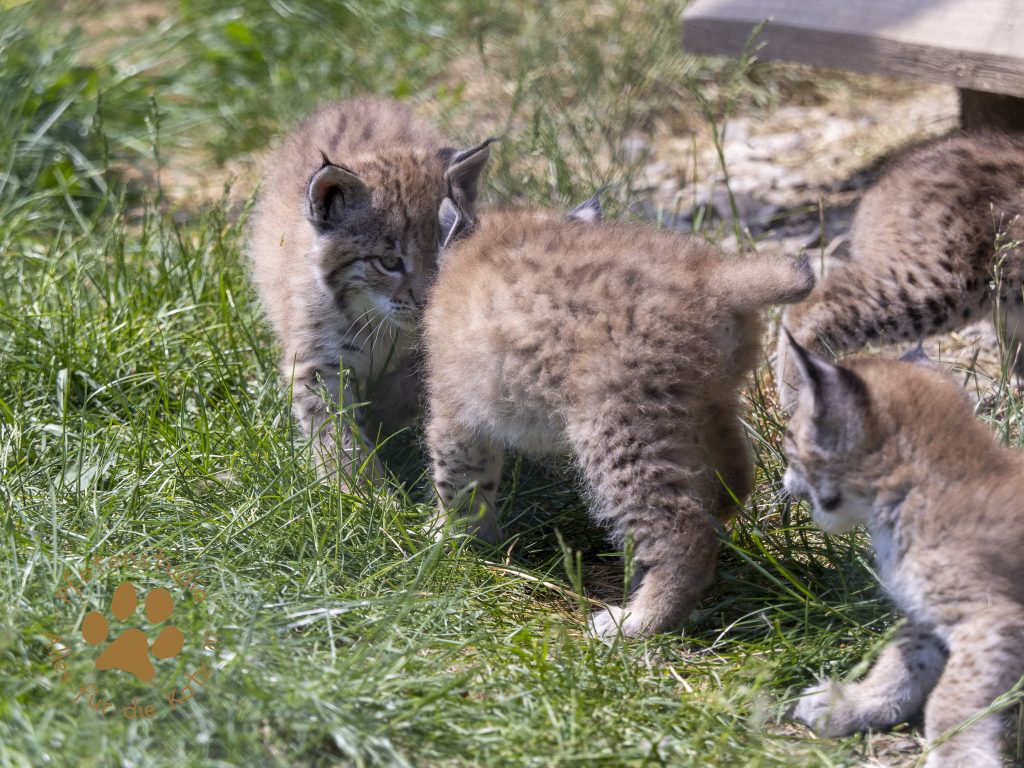 Europ_ischer_Luchs_6060425