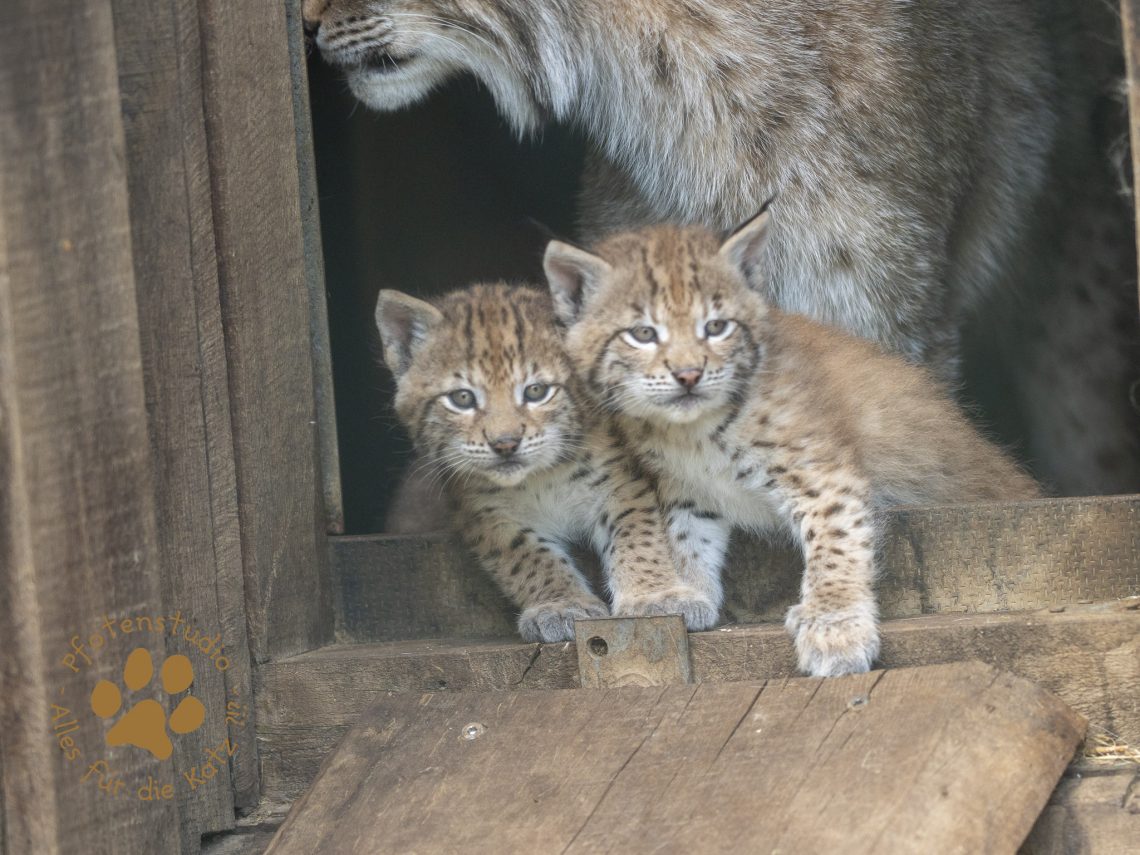 Europ_ischer_Luchs_6061401