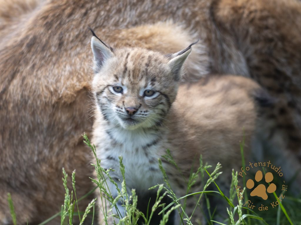 Europ_ischer_Luchs_6061481