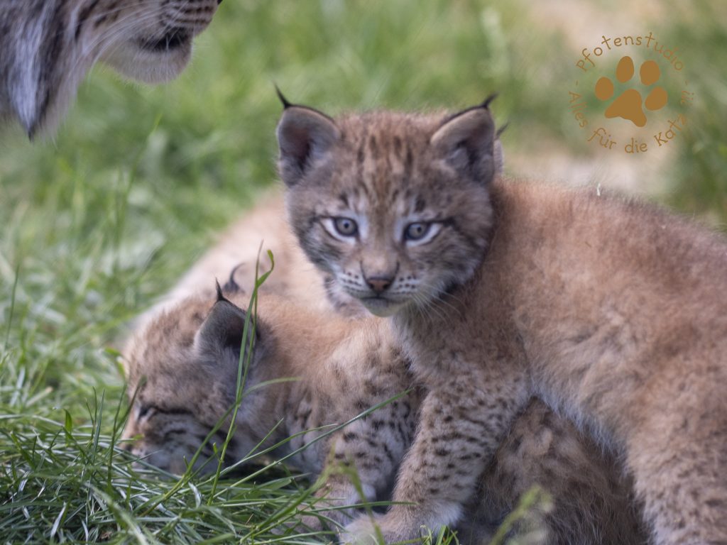 Europ_ischer_Luchs_6061516