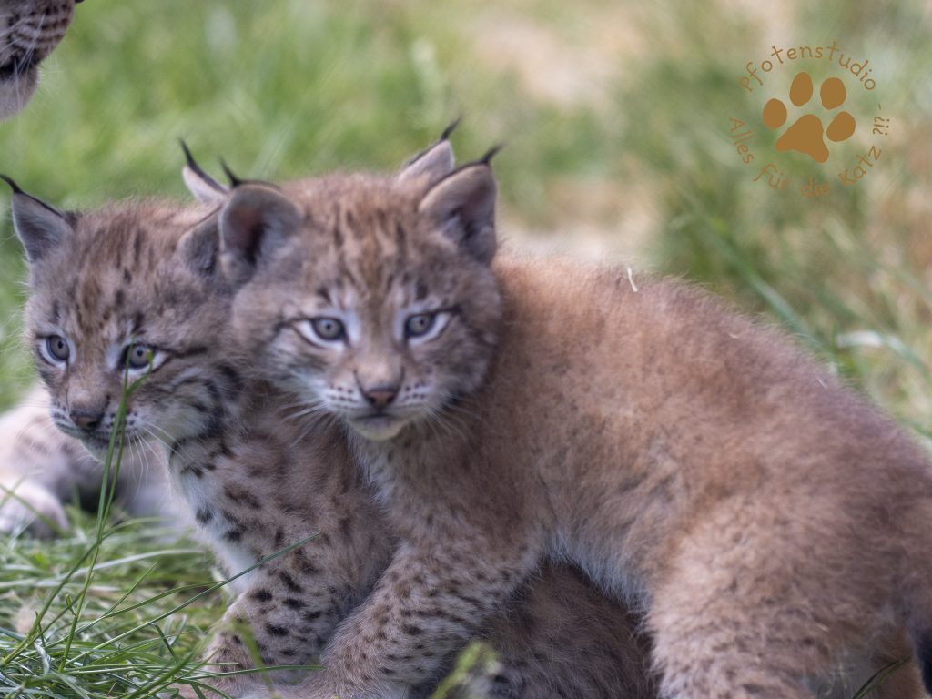 Europ_ischer_Luchs_6061520