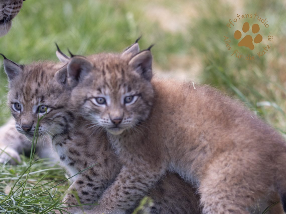 Europ_ischer_Luchs_6061520