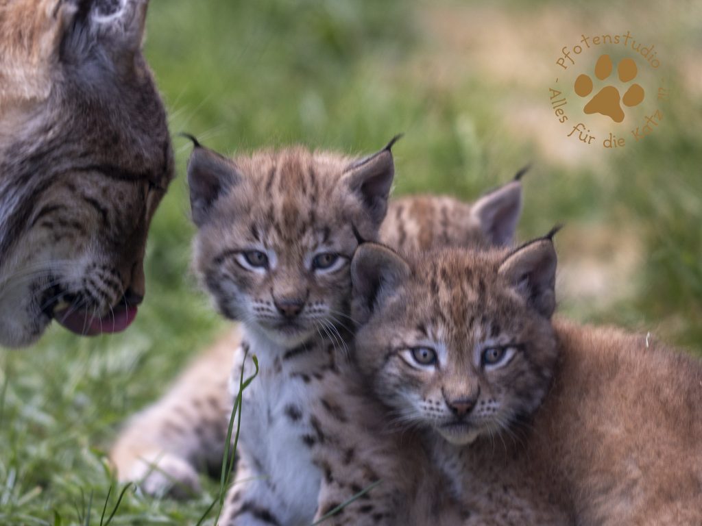 Europ_ischer_Luchs_6061524