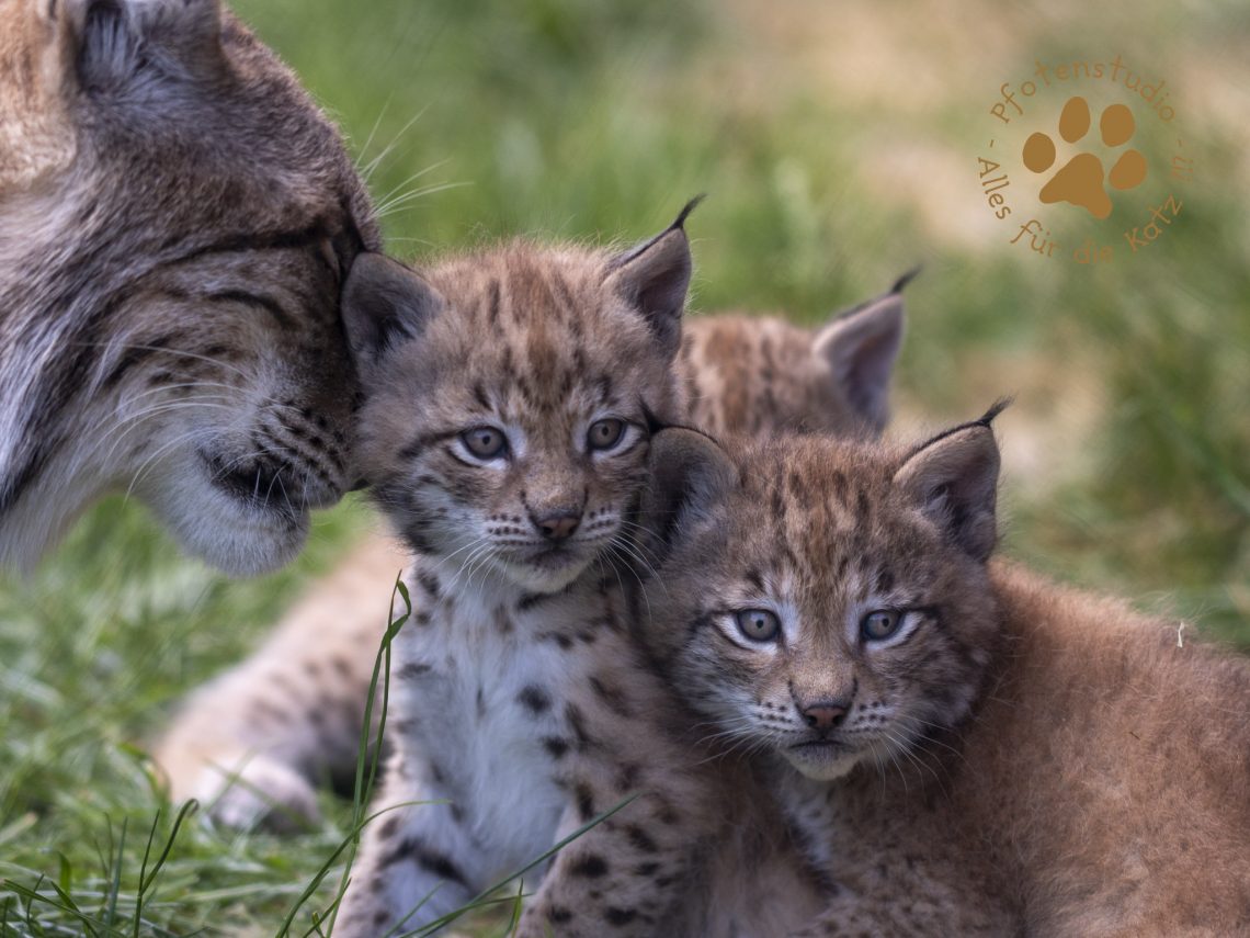 Europ_ischer_Luchs_6061528