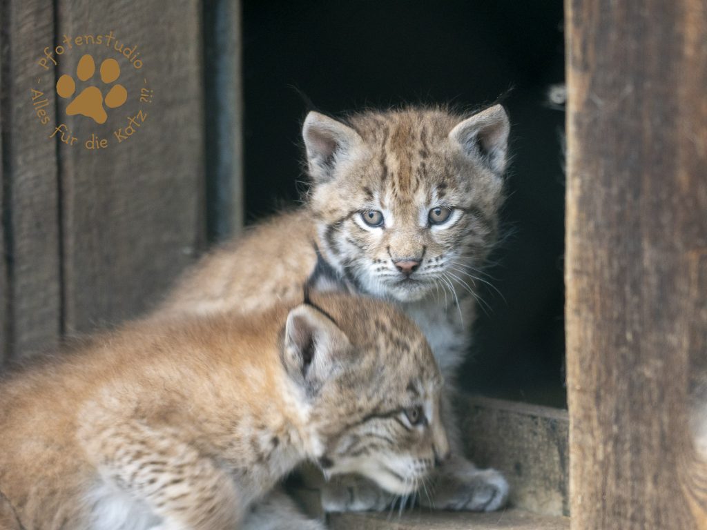 Europ_ischer_Luchs_6061587