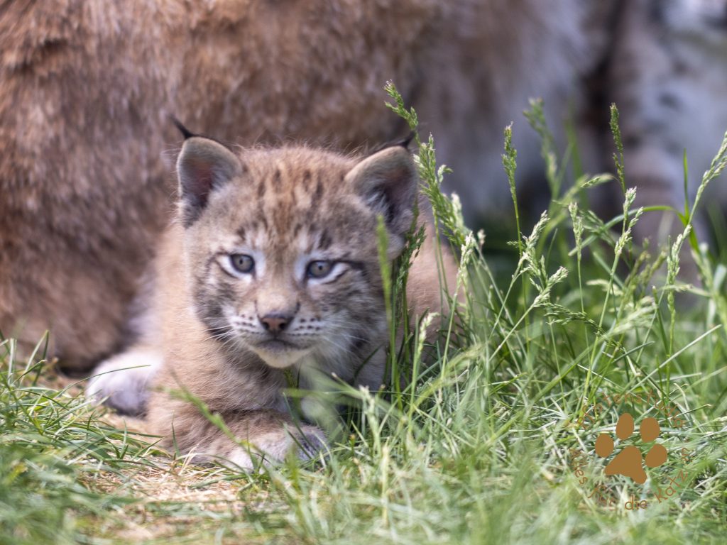 Europ_ischer_Luchs_6061603