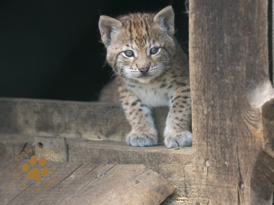 Europ_ischer_Luchs_6061643