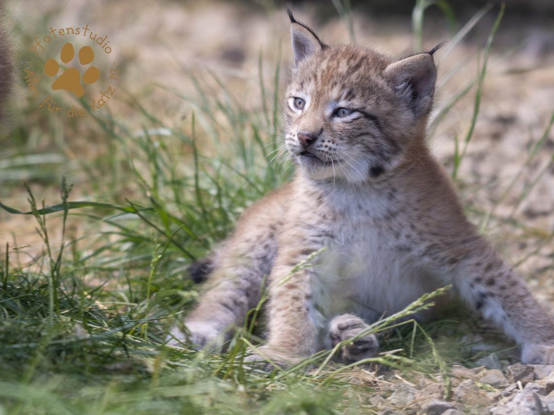 Europ_ischer_Luchs_6061662
