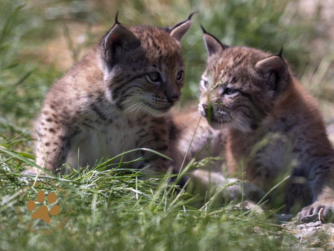 Europ_ischer_Luchs_6061811