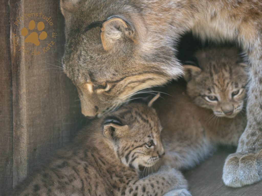 Europ_ischer_Luchs_6061861