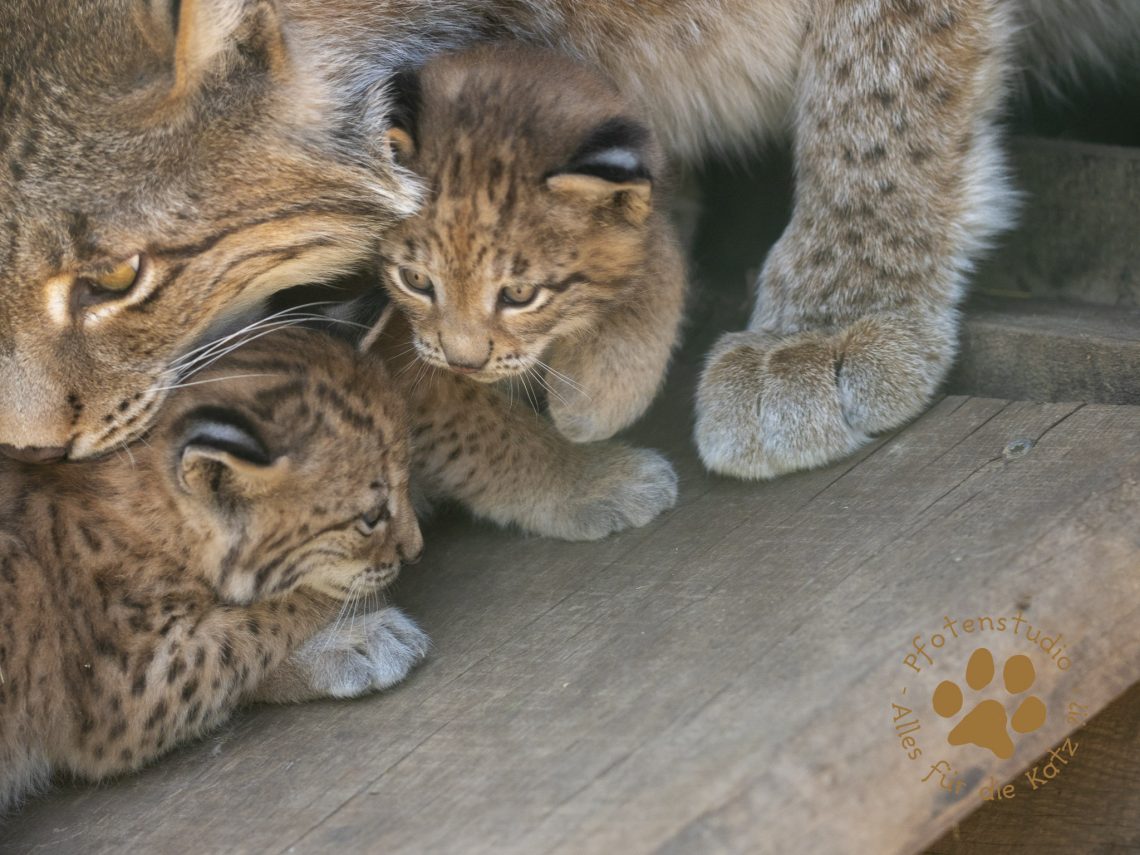 Europ_ischer_Luchs_6061864
