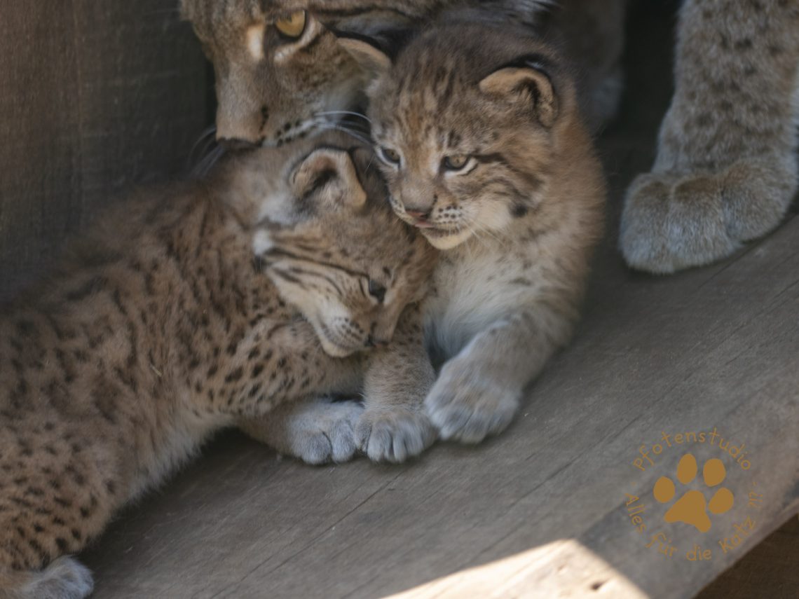 Europ_ischer_Luchs_6061867