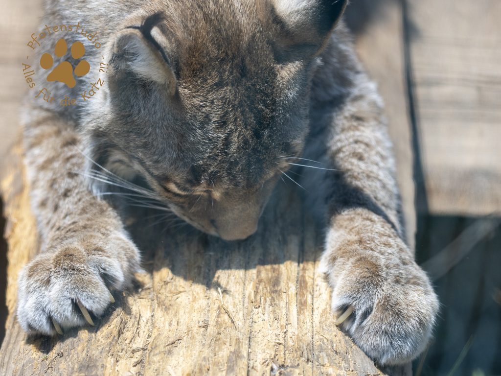 Europ_ischer_Luchs_6160173