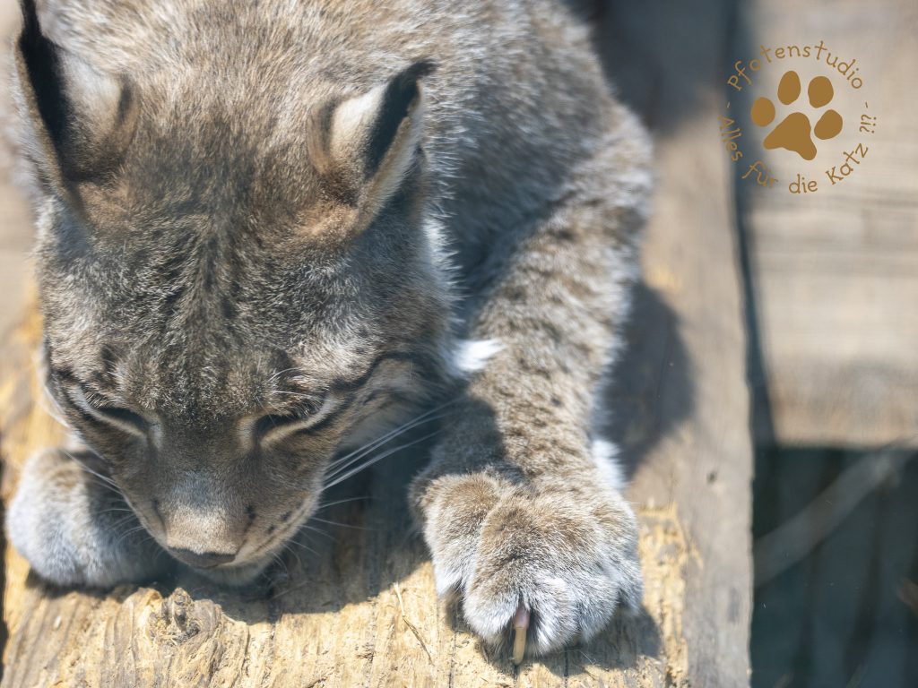 Europ_ischer_Luchs_6160176