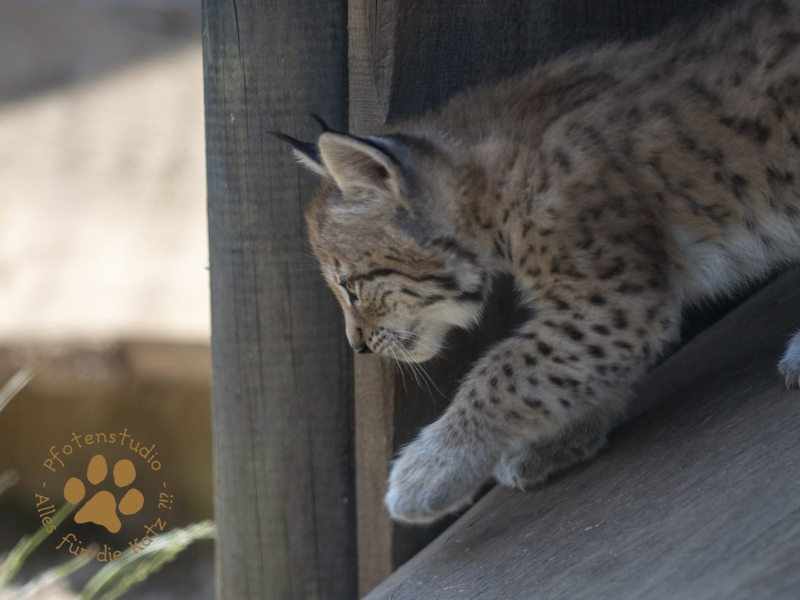 Europ_ischer_Luchs_6160209