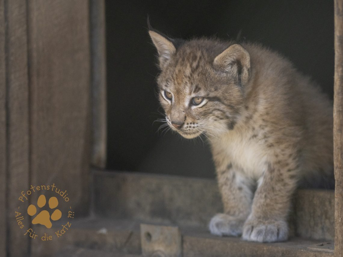 Europ_ischer_Luchs_6160234