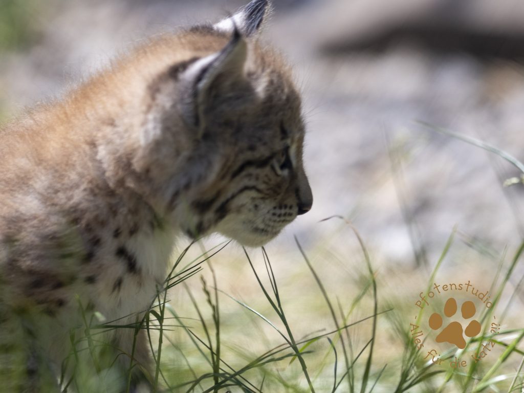 Europ_ischer_Luchs_6160267