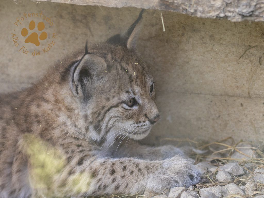 Europ_ischer_Luchs_6160282