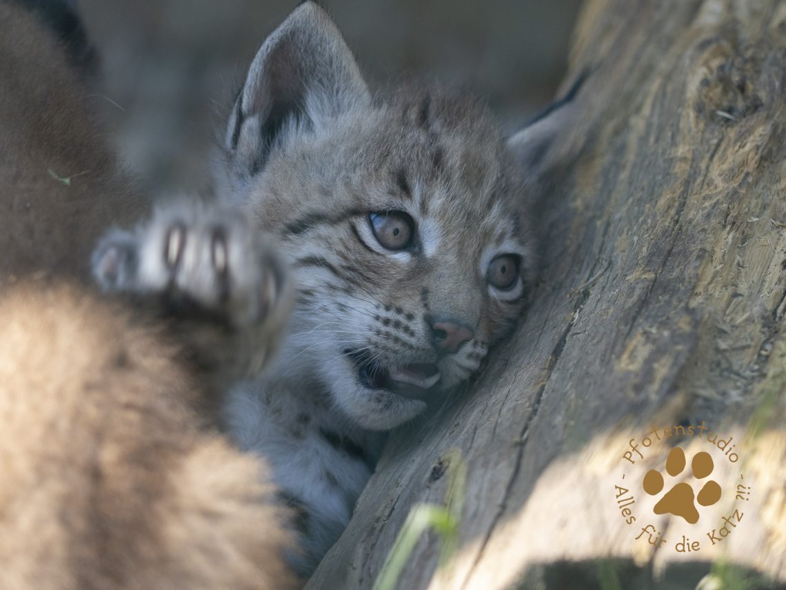 Europ_ischer_Luchs_6160296
